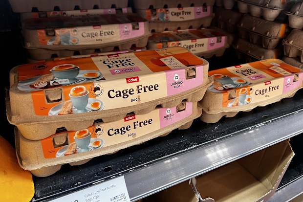 best supermarket eggs crowned canstar 