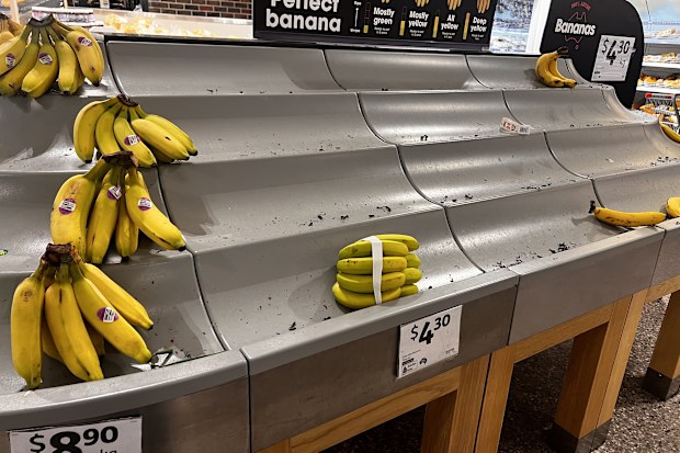 bananas appear ripe but are not due to the cool weather taking longer to ripen