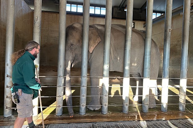 An elephant during an exclusive Zoofari tour at Taronga Western Plains Zoo.