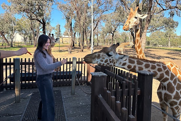 Maddison Skipper feeds giraffes at Taronga Western Plains Zoo.