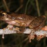 Alarm raised over logging near 'Lazarus' frog