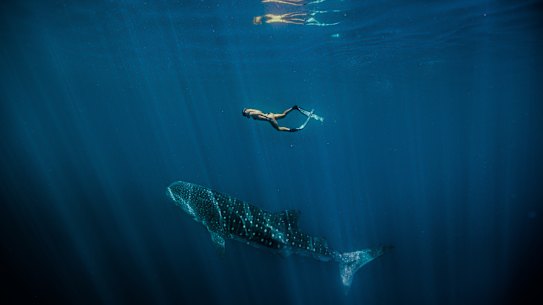 Ningaloo Marine Park