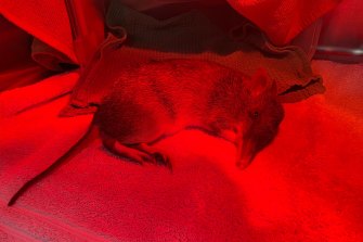 An injured bandicoot lies under a heat lamp at the Byron Bay Wildlife Hospital.