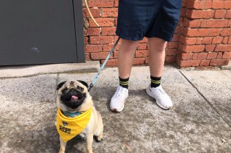Kevin the Pug.