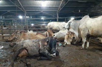 Live cattle exports from Australia accounts for 25 per cent of all beef consumption in Indonesia.