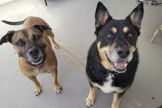 Ollie (3 year old Staffy mix) and Jack (6-year old shepherd mix) were surrendered for escaping and chasing sheep. They are affectionate and looking for a home together as they are the best of friends. They are friendly with other dogs, easy to walk, well mannered and suitable for owners who work full-time. 