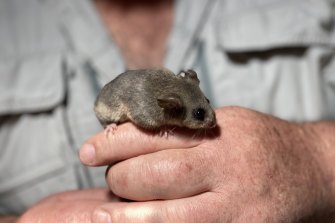 A handful of mountain pygmy-possums have been translocated to Lithgow in the hopes of saving the population. 