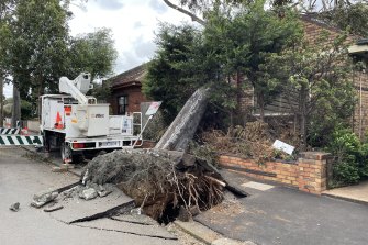 An uprooted tree on Ascot Vale Road in Flemington on Friday.