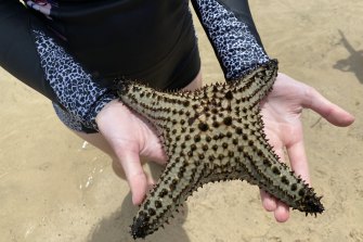 A Pentaceraster regulus, found on the NSW coast. The species normally lives more than 600 kilometres further north.
