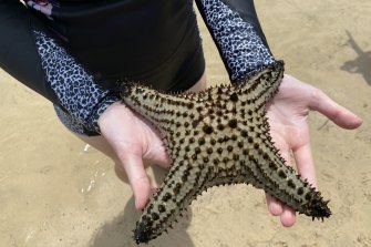 A Pentaceraster regulus, found on the NSW coast. The species normally lives more than 600 kilometres further north.
