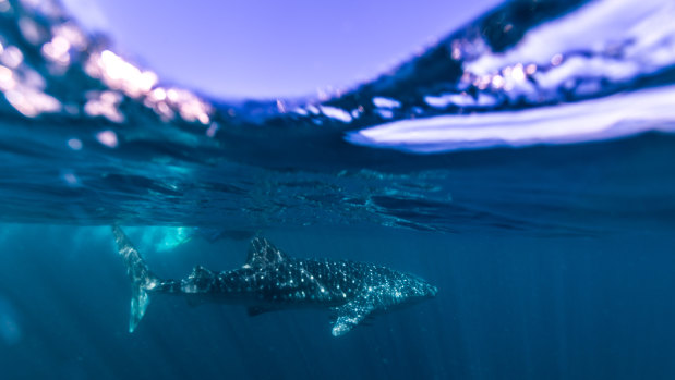 Swimming with the biggest fish  in the sea – the whale shark.