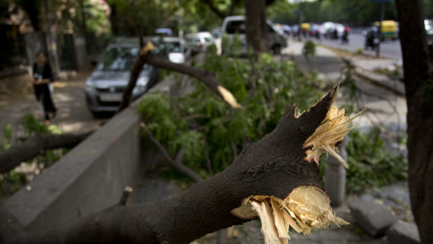 An uprooted tree blocking a pathway in New Delhi, India.