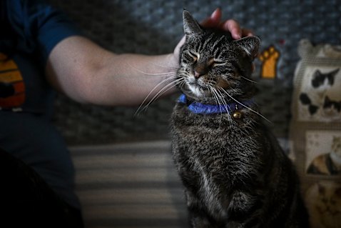 Claire Brookes pats Tigger, who she rescued after he was thrown out of a car in an industrial estate.