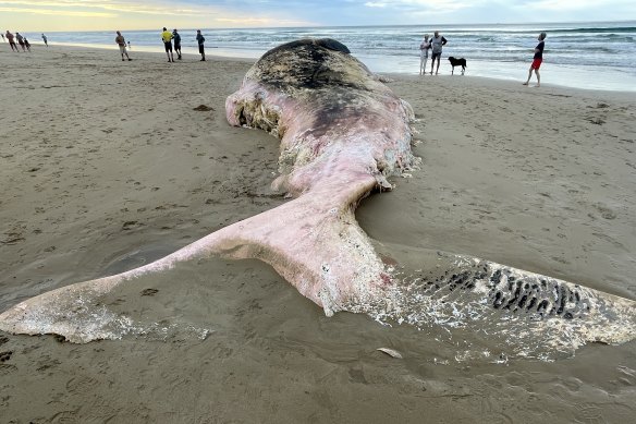 The dead whale washed up on Fairhaven beach in the early hours of Tuesday morning.