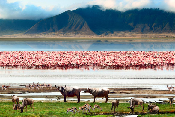 The water’s edge is common place for flamingos and water buffalo to congregate.