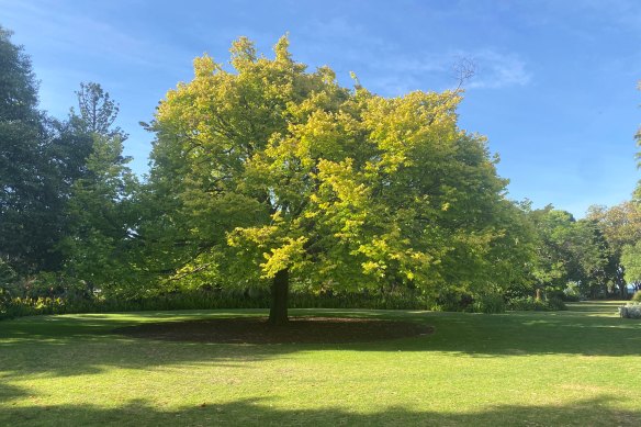 The golden elm at Williamstown Botanic Gardens.
