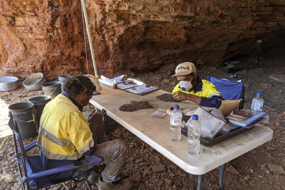Eastern Guruma traditional owners Darren Hicks and Warwick Mourambine undertaking analysis of the excavated material at one of the rock shelters. Artefacts then underwent testing at Australian universities. 
