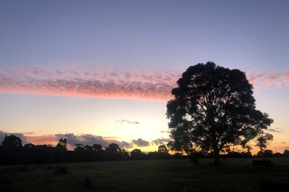 A large tree near the native grassland circle at Royal Park.