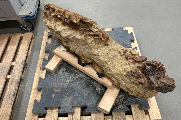 The fossil at its new home at Melbourne Museum. On the right-hand edge is the back of the skull, the brain case.