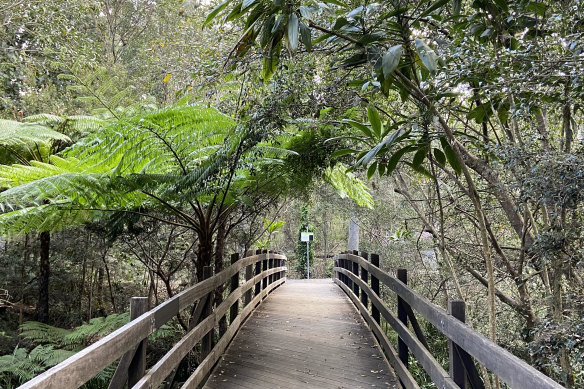 Many endangered species – including koalas, sugar gliders and birds – can be found at Downfall Creek.