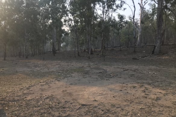 Prior to the recent rains, much of the  Guy Fawkes River National Park was either dry or burnt following the bushfires.