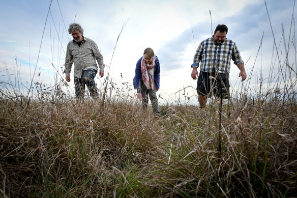 Adrian Marshall, Allison Wall and Jordan Crook among the kangaroo grass in Truganina.