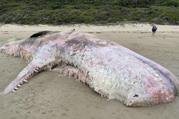 A shark warning was issued after the carcass washed up on Fairhaven beach.