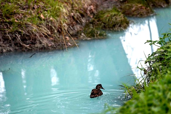 La contaminación del North East Link tiñó Banyule Creek de un color azul brillante el año pasado. 