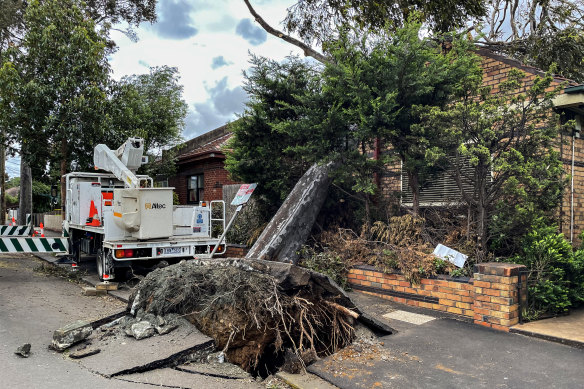 Workers begin the clean up effort to remove an uprooted tree that fell onto the roof of a house on Ascot Vale Road in Flemington.