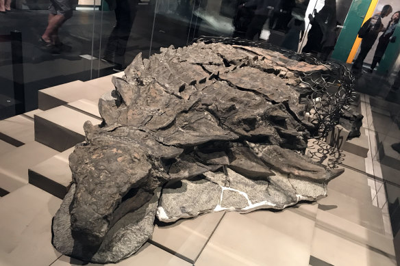 Borealopelta, the Suncor Nodosaur. The stomach contents of an armoured dinosaur found in Alberta, Canada, show a last supper of ferns, scientists said.