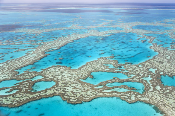 The reef is in “very serious trouble” from bleaching and other events.