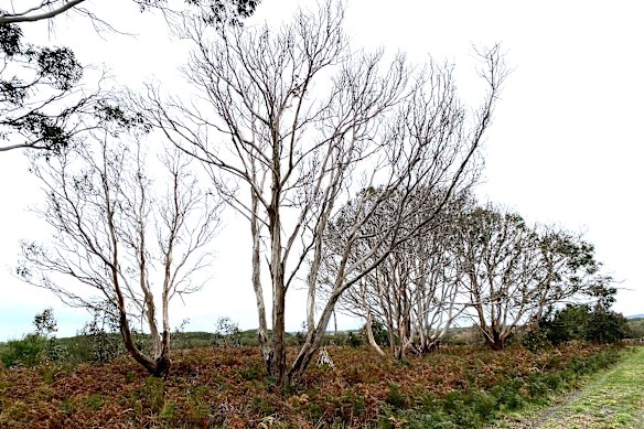 Koalas have stripped bare many trees on French Island.
