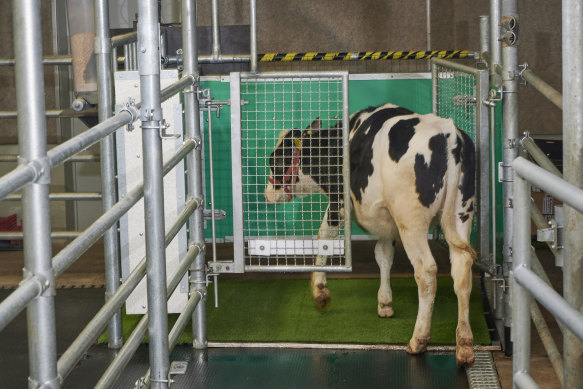 A calf enters an astroturf-covered pen nicknamed “MooLoo” to urinate in Germany.