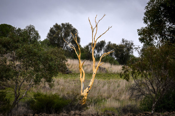 The Yellow Tree in Bulla.