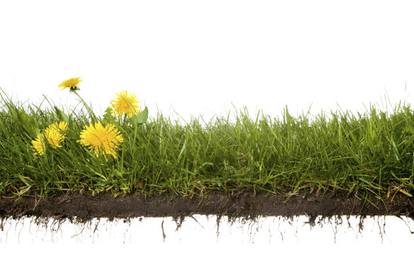 Dandelions do well in compacted soil.