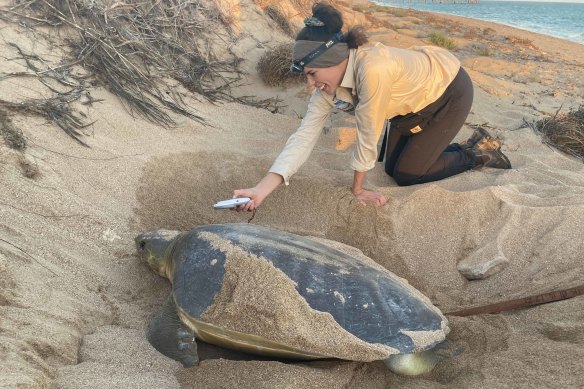 Lead researcher Dr Malindi Gammon scanning a flatback turtle for a microchip identification tag.