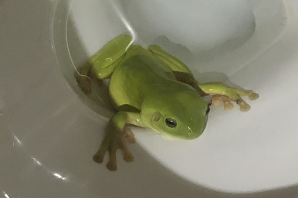 Humans aren’t the only ones impressed with the Kimberley’s public toilets.