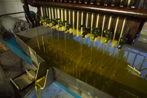 Camelia oil extraction: the oil gives the noodles their distinctive slipperiness.