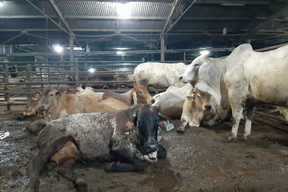 The footage taken of Indonesian abattoirs was handed to the Australian government in June 2021.