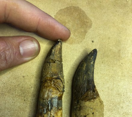 Fossil teeth from a Diamantinasaurus discovered in outback Queensland.
