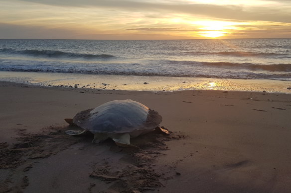  A turtle makes its way back out to sea.