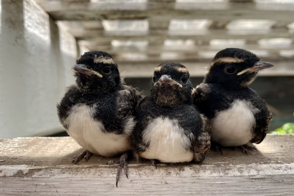 The siblings didn’t take long to take off. 