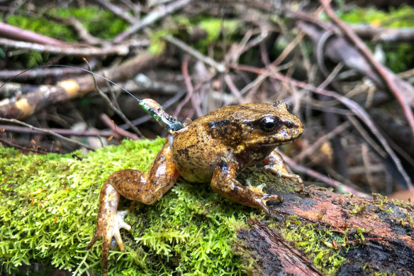 Baw-Baw frogs wearing radio transmitters have been released into the wild. The frogs are among Victoria’s 550 critically endangered species.