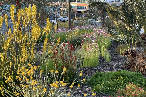 Trevor Cochrane oversaw the Water Corporation’s own verge garden. 