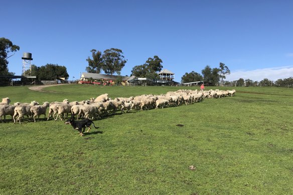 Kids can get a taste of rural life for a day at Calmsley Hill City Farm at Abbotsbury.