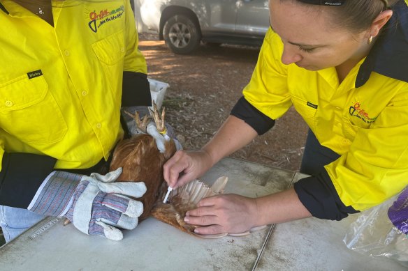Sentinel chickens are tested once a week across NSW for mosquito-borne diseases.