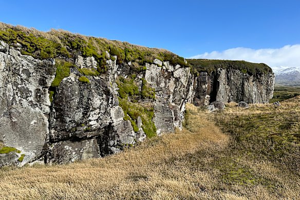 Invasive grass growing on Marion Island.