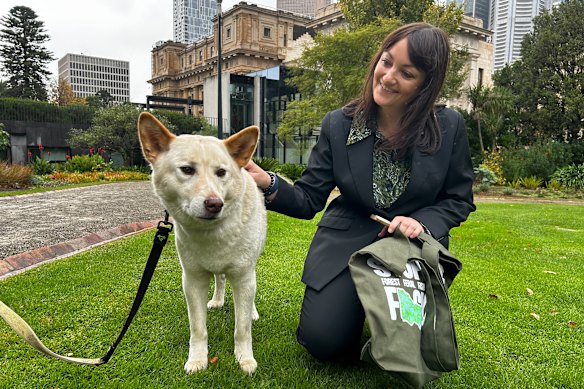 Yera the dingo and MP Rachel Payne at the Victorian parliament on Thursday.