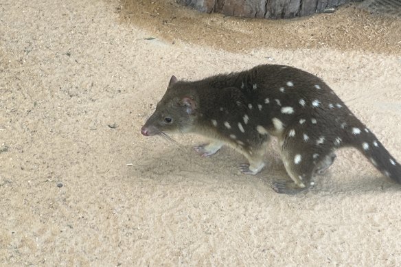The spotted-tail quoll is about the size of a cat and covered in white spots.