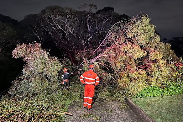 Residents in Sutherland Shire reported 130 incidents including downed trees to the NSW State Emergency Service overnight.